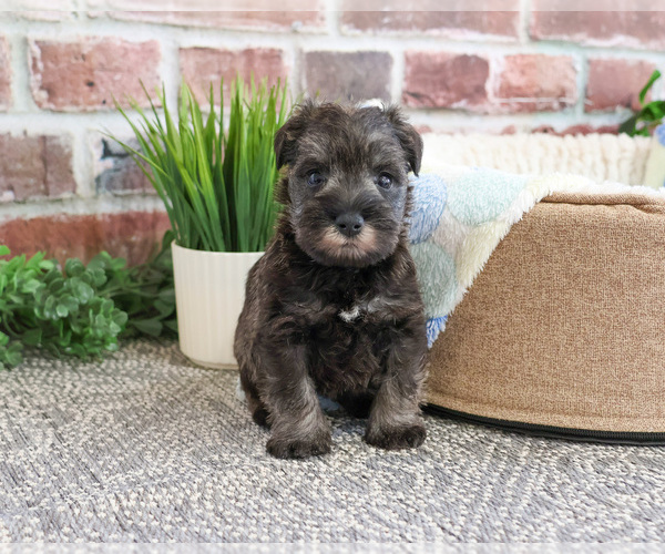 Medium Photo #6 Schnauzer (Miniature) Puppy For Sale in SYRACUSE, IN, USA