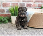Small #5 Schnauzer (Miniature)