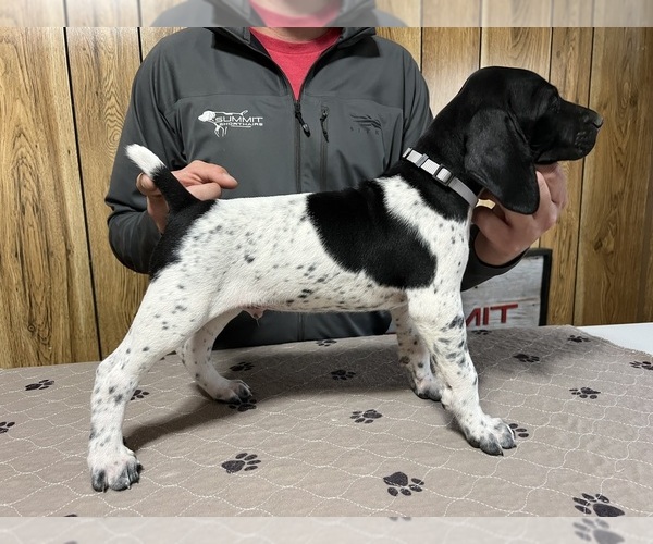 Medium Photo #2 German Shorthaired Pointer Puppy For Sale in LEWELLEN, NE, USA