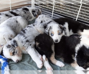 Border-Aussie Puppy for sale in CAREY, ID, USA