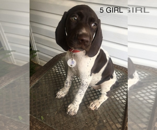 Medium Photo #15 German Shorthaired Pointer Puppy For Sale in ENTERPRISE, AL, USA