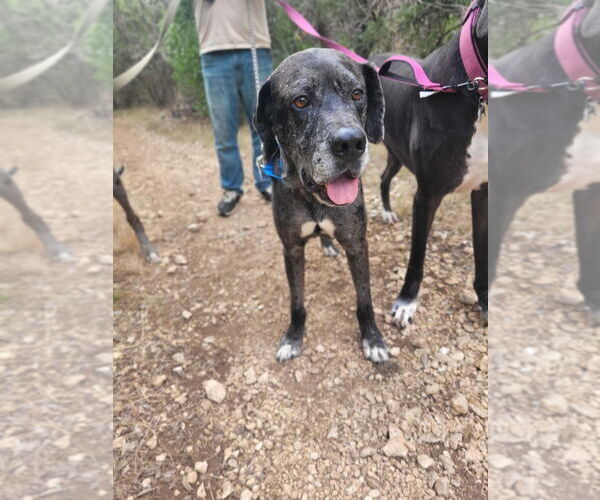 Medium Photo #7 Great Dane-Unknown Mix Puppy For Sale in Bullard, TX, USA
