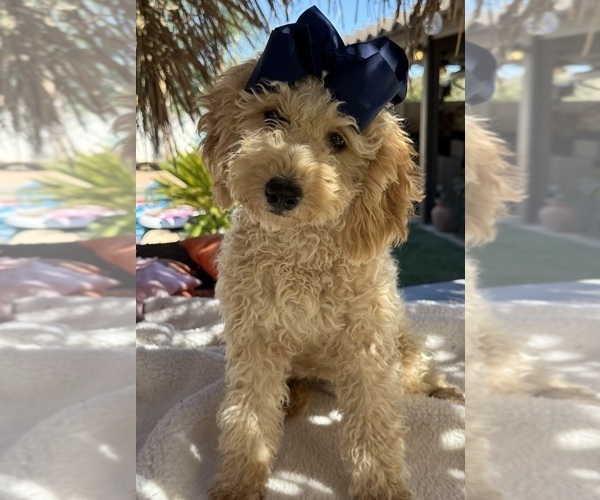 Medium Photo #1 Goldendoodle mix (+ Poodle Miniature) Puppy For Sale in MENIFEE, CA, USA
