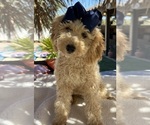Puppy Puppy 4 Goldendoodle mix (+ Poodle Miniature)