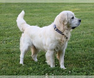 Father of the English Cream Golden Retriever puppies born on 09/02/2020