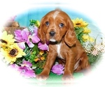 Small Photo #2 Beaglier-Cavalier King Charles Spaniel Mix Puppy For Sale in HAMMOND, IN, USA