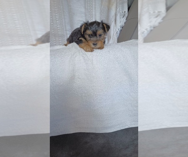 Medium Photo #3 Yorkshire Terrier Puppy For Sale in BENSON, NC, USA