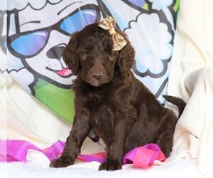 Goldendoodle Puppy for sale in FREDERICKSBG, OH, USA