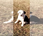 Small Photo #31 American Pit Bull Terrier-Labrador Retriever Mix Puppy For Sale in MOORESBORO, NC, USA