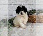 Small #15 Poodle (Toy)