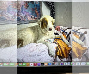 Australian Shepherd-Great Pyrenees Mix Dogs for adoption in New Orleans, LA, USA