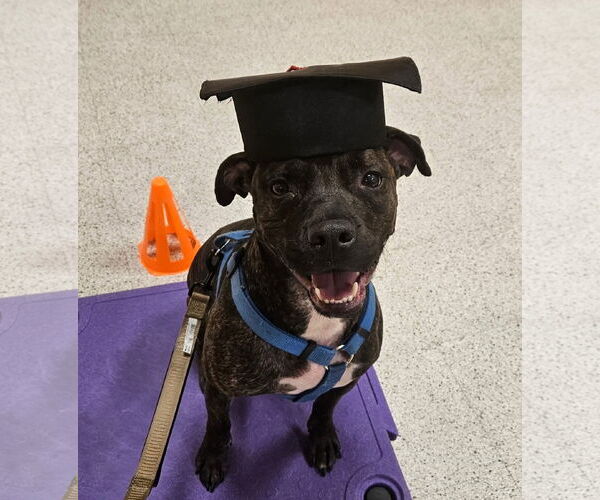 Medium Photo #10 American Staffordshire Terrier-Boxer Mix Puppy For Sale in Germantown, OH, USA