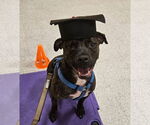 Small #9 American Staffordshire Terrier-Boxer Mix