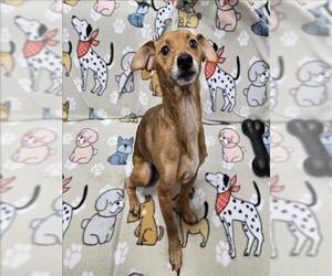 Dachshund-Unknown Mix Dogs for adoption in Grovetown, GA, USA