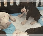 Litter of 7 - Male(s) and Female(s) BoxerLitter of Puppies for Sale - Photo #3
