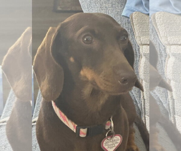 Medium Photo #4 Dachshund Puppy For Sale in Shelbyville, TN, USA