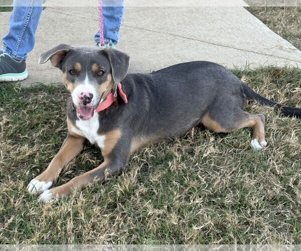 Medium Photo #8 Mountain Cur-Unknown Mix Puppy For Sale in Rockaway, NJ, USA