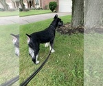 Small #8 Schnauzer (Giant)