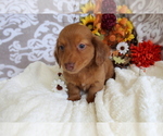 Small #5 Dachshund