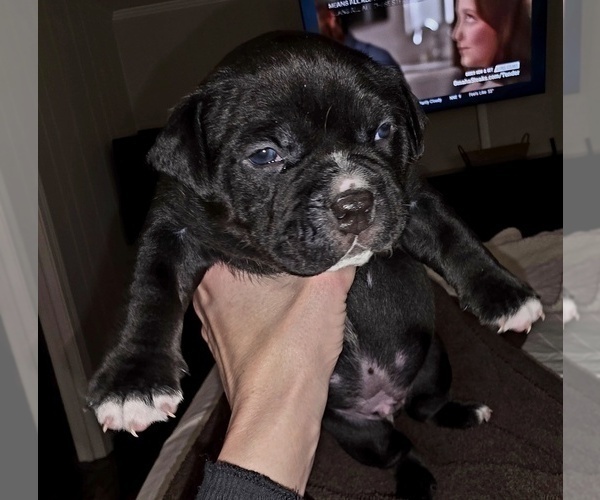 Medium Photo #5 American Bully Puppy For Sale in PADUCAH, KY, USA