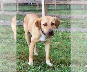 Missy (GA) - Female Labrador Retriever-Unknown Mix Dog for Adoption - Photo #2