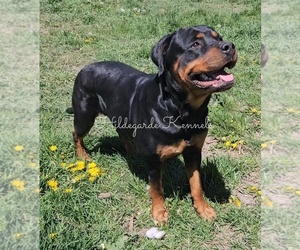 Mother of the Rottweiler puppies born on 07/11/2025