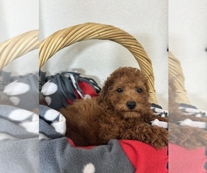 Goldendoodle (Miniature) Puppy for sale in GREENFIELD, IN, USA