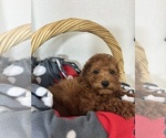 Image preview for Ad Listing. Nickname: Gabe
