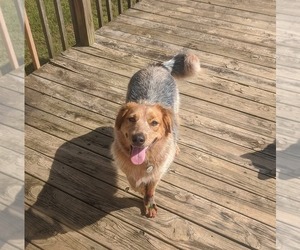 Denver - Male Mutt Dog for Adoption - Photo #3