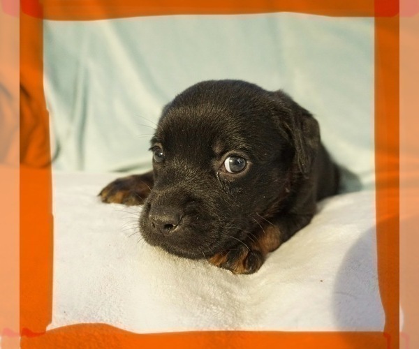 Medium Photo #3 Labrottie-Rottweiler Mix Puppy For Sale in SHARON, NH, USA