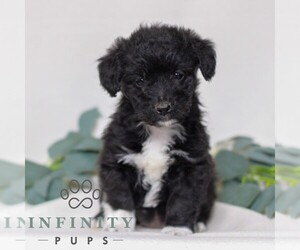 Pembroke Welsh Corgi-Poodle (Miniature) Mix Puppy for sale in EAST EARL, PA, USA