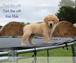 Small Photo #10 Golden Retriever Puppy For Sale in KEMP, TX, USA