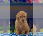 Small Photo #4 Goldendoodle Puppy For Sale in HEBRON, KY, USA