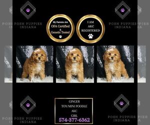 Poodle (Toy) Puppy for sale in WARSAW, IN, USA