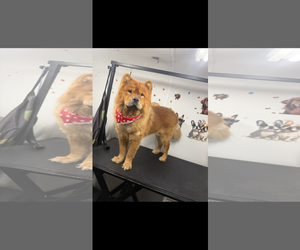 COURTESY POST: Goku - Male Chow Chow Dog for Adoption - Photo #2