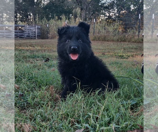 Medium Photo #13 German Shepherd Dog Puppy For Sale in COUCH, MO, USA
