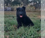 Small #12 German Shepherd Dog