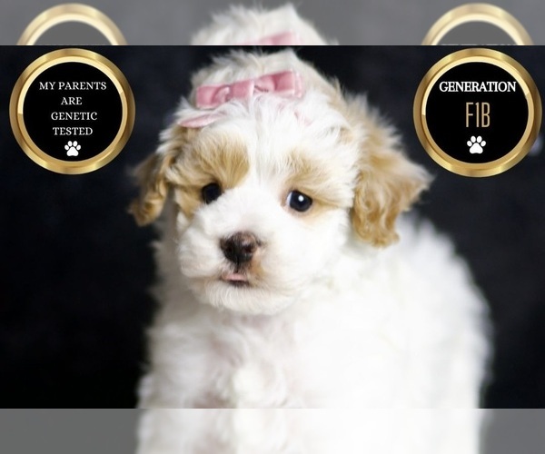 Medium Photo #148 Maltipoo Puppy For Sale in WARSAW, IN, USA