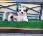Small Photo #3 Mal-Shi Puppy For Sale in SANTA CLARITA, CA, USA