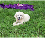 Small #2 Golden Retriever