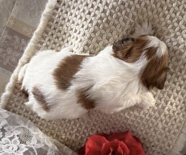 Medium Photo #4 Cavachon-Shih Tzu Mix Puppy For Sale in THORP, WI, USA