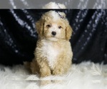 Small #6 Maltipoo