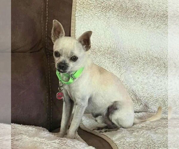 Medium Photo #6 Rat-Cha Puppy For Sale in Princeton, MN, USA