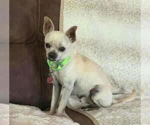 Dominic - Male Rat-Cha Dog for Adoption - Photo #6