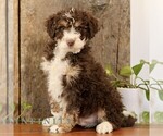 Small #4 Bernedoodle (Miniature)