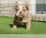 Small Photo #4 Bulldog Puppy For Sale in BAYTOWN, TX, USA