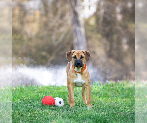 Medium Photo #7 Mutt Puppy For Sale in Unionville, PA, USA