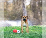Small #6 Mutt