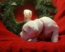 Small Photo #84 Dogo Argentino Puppy For Sale in PINEVILLE, MO, USA
