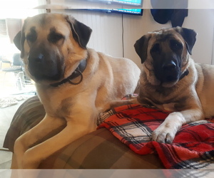 Kangal Dog Puppy for sale in Smithville, Ontario, Canada